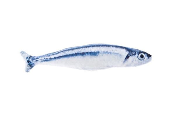 SARDINE MATATABI 20CM
