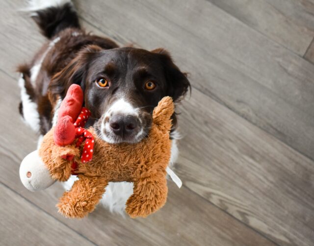 photo about pet toy for dog