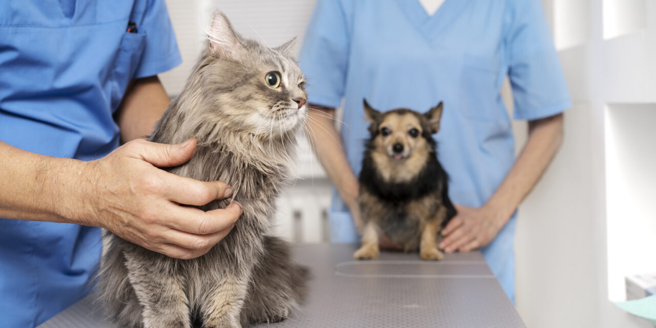 https://joli.am/wp-content/uploads/2023/08/close-up-veterinary-doctor-taking-care-pet-1280x640.jpg