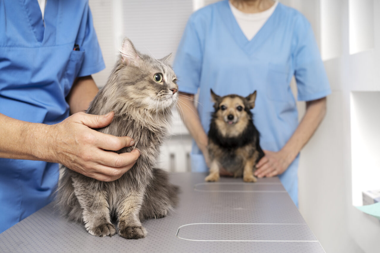 https://joli.am/wp-content/uploads/2023/08/close-up-veterinary-doctor-taking-care-pet-1280x853.jpg